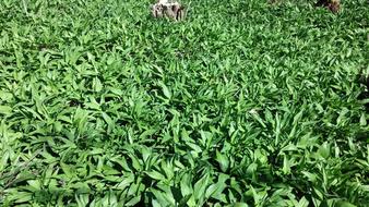 Bear’s Garlic on field, germany, bavaria