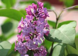 Common lilac on a green branch
