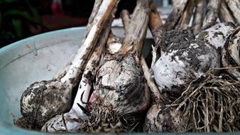 Garlic bulbs with roots in bowl