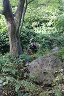 Nature Rock Floral