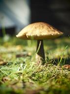 wild raw mushroom