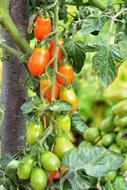 raw homemade tomatoes