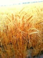 Wheat Field crop Agriculture