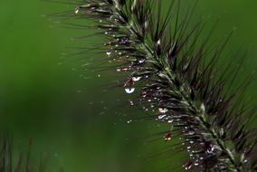 Drop Natural Vegetable