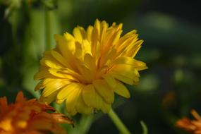 medicinal yellow plant