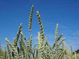 Wheat Spike Field