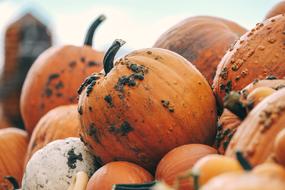 Orange pumpkins in the mud