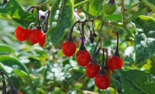 Solanum dulcamara, Bittersweet plant with ripe berries