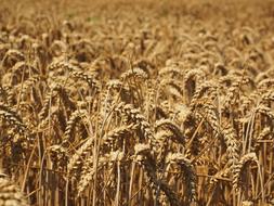 golden spikes in nature