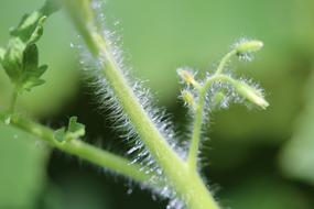 thorny stalk of plant