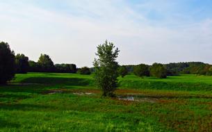 lone tree in a field