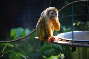 Monkey Zoo
