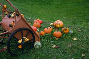 cart and pumpkins in the field