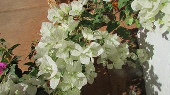 Wildflower Flower Bougainvillea