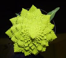 green tropical vegetable