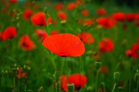 red poppies in the green grass