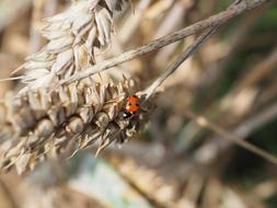 Butterfly on a branch of grain