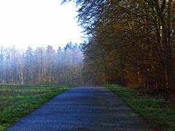 road by the trees