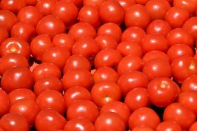 Many beautiful tomatoes on the table