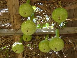 White Gourds Lagenaria Siceraria