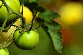 Tomatoes Fried Green