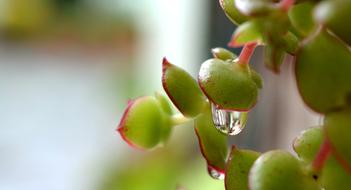 Crassula ovata green