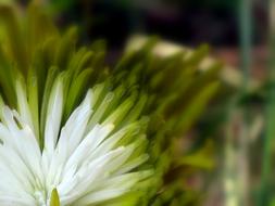 Natural green and white Floral Plant