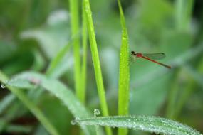 insect at the grass