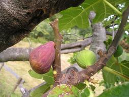 sweet figs on tree