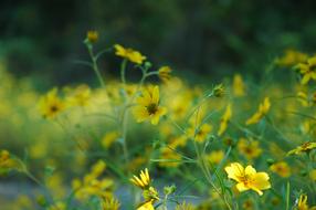yellow flowers in field