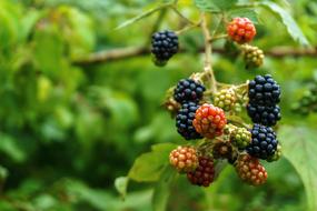 Colorful berries on tree