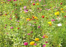 colorful Flowers, marigold, zinnia and cosmos