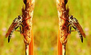 Two mirror flies on spikelets