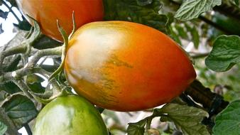 red tomatoes garden