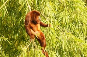 furry monkey in tree