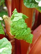 Rhubarb Blatte Vegetables