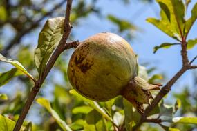 green pomegranate on tree