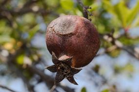 brown pomegranate