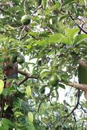 Avocado Tree with Green Fruits