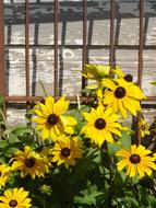 yellow flowers by the fence