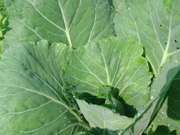 green Cabbage Leaves Vegetables