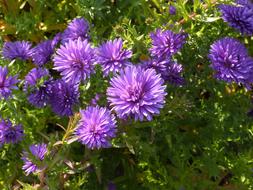 beautiful aster in garden