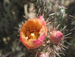 prickly flower bud