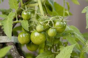 Unripe tomatoes on bush