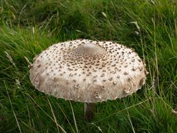 Parasol Mushroom in grass, macrolepiota procera