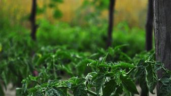 Garden Vegetables Bush