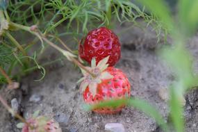 Strawberry, Red berries on ground
