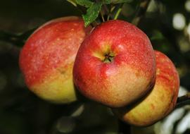 fresh fruit of the apple on the tree
