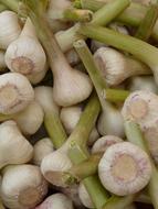 Garlic Sharp Aromatic