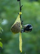 Tit Parus Major Paridae in nature
